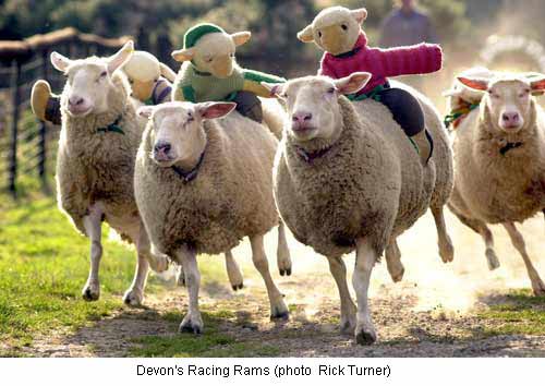 http://newscoma.files.wordpress.com/2008/04/sheep_racing.jpg